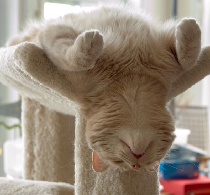Fluffy Cat on Cat Tree — Beige