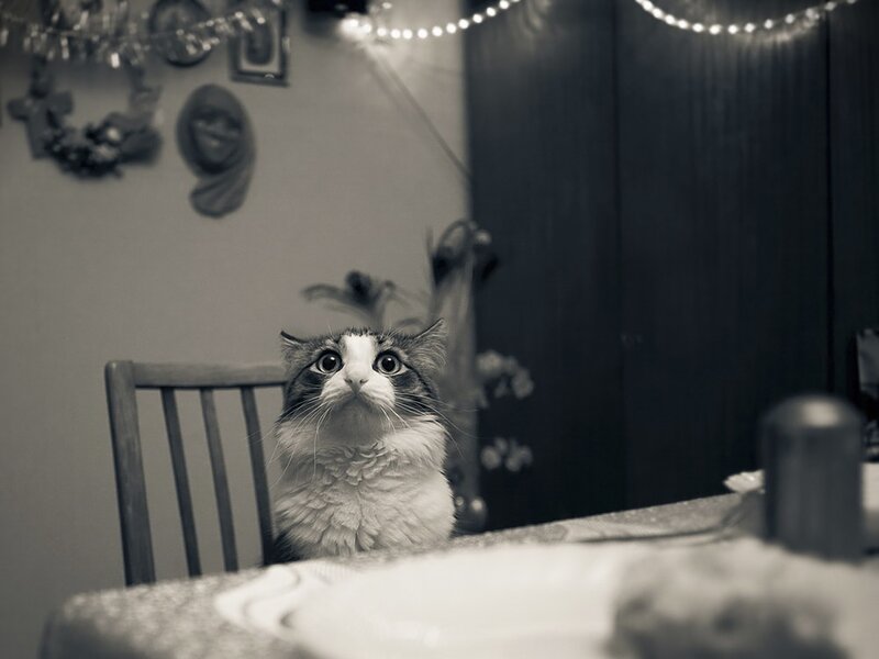 Fluffy Cat on Chair — Black