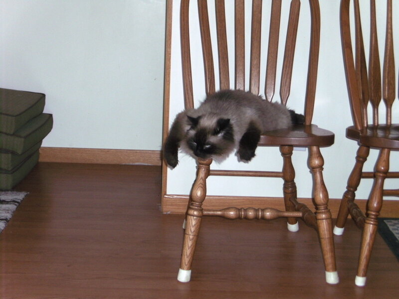 Fluffy Cat on Chair — Brown, Calm
