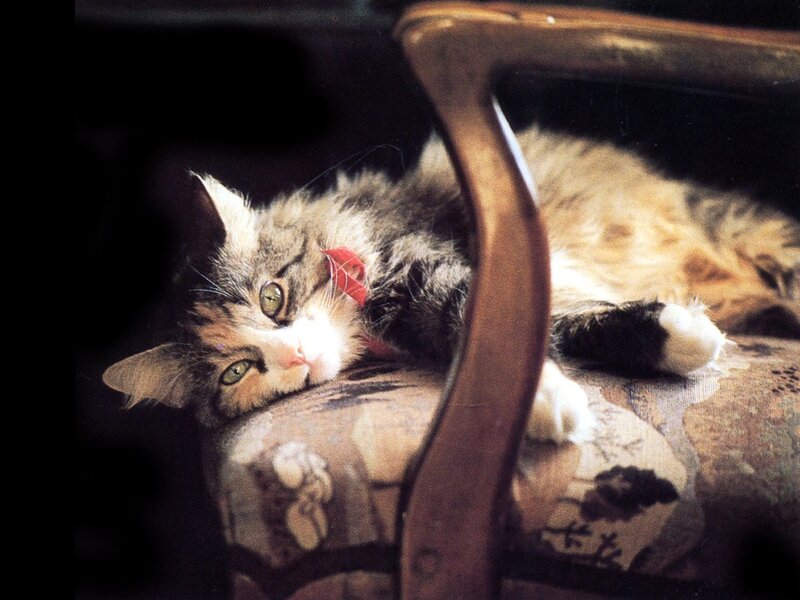 Fluffy Cat on Chair — Brown, Relaxed