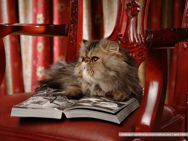 Fluffy Cat on Chair — Red
