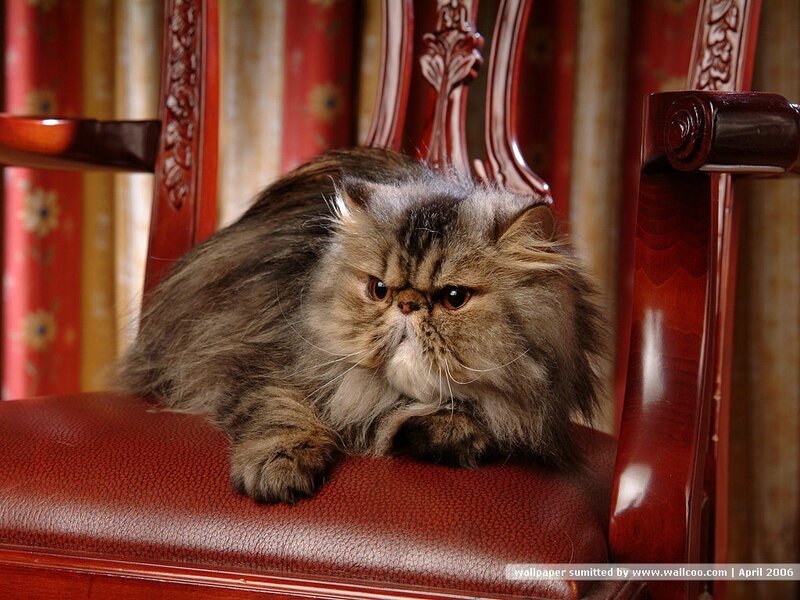Fluffy Cat on Chair