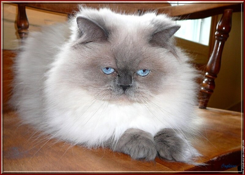 Fluffy Cat on Chair — White
