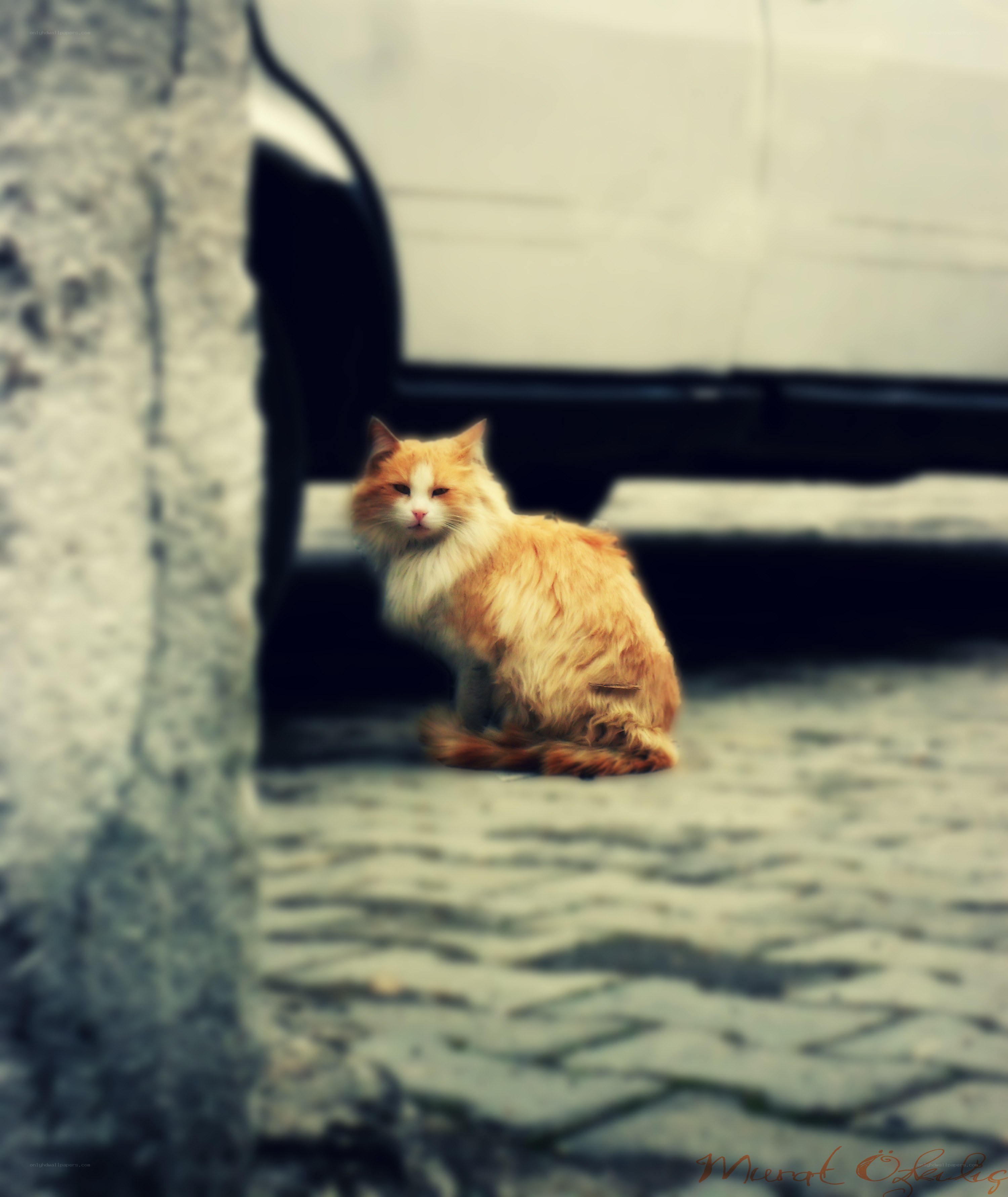 Fluffy cat on cobblestone street