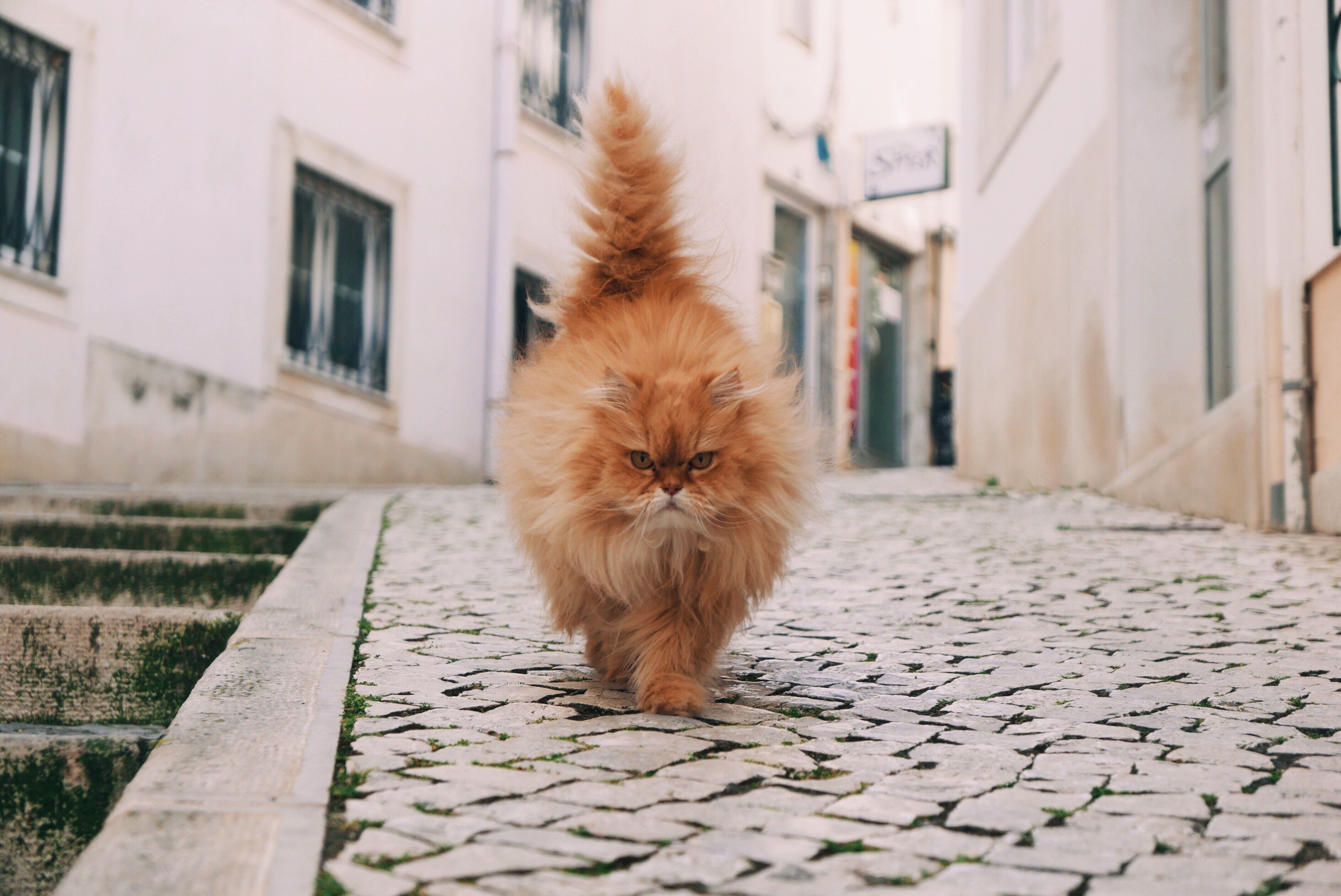 fluffy cat on cobblestone street