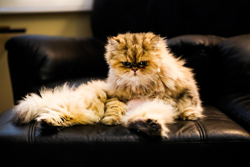Fluffy Cat on Couch — Black