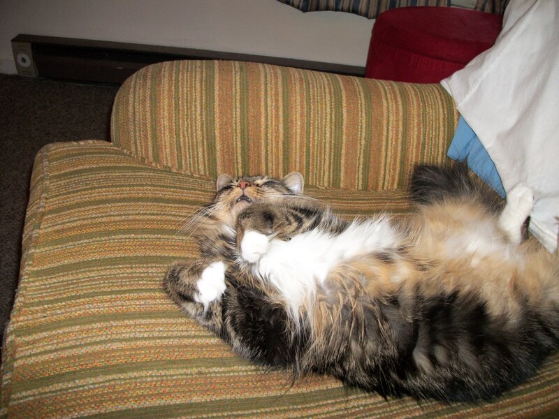 Fluffy Cat on Couch — Green