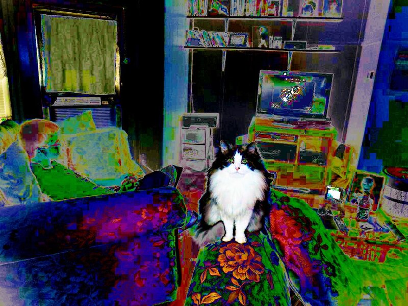 Fluffy Cat on Couch