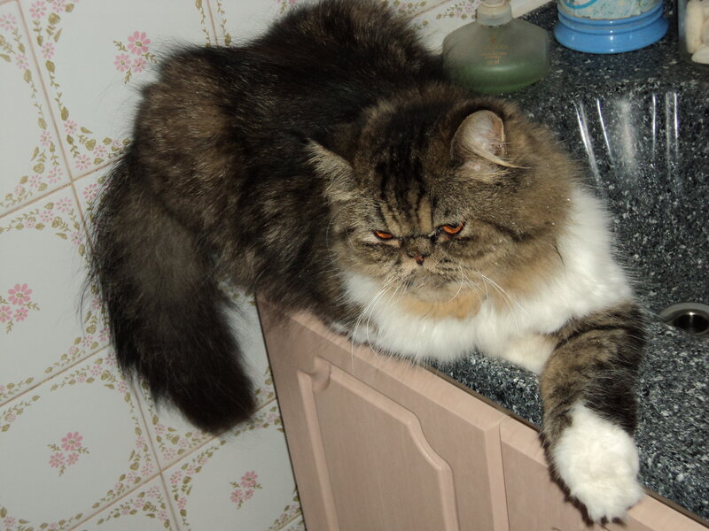 Fluffy Cat on Counter