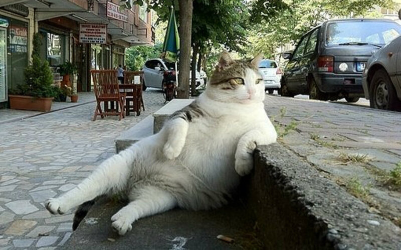 Fluffy Cat on Curb