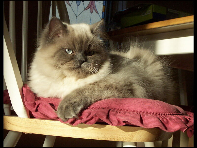 Fluffy Cat on Cushion — Gray