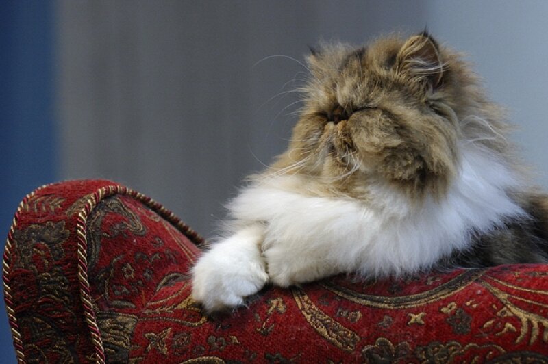 Fluffy Cat on Cushion — Red, Calm