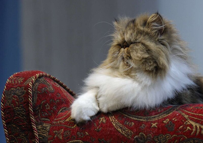 Fluffy Cat on Cushion — Red