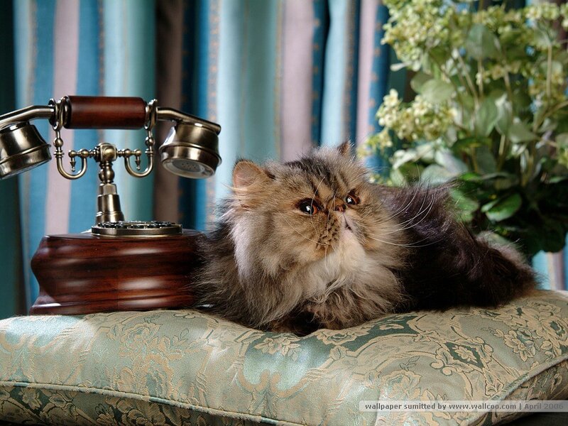 Fluffy Cat on Cushion