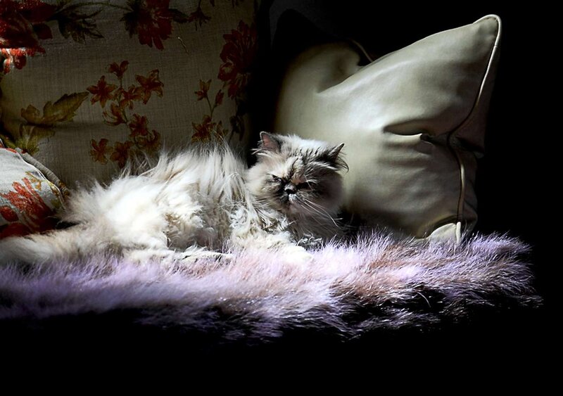 Fluffy Cat on Cushion — White