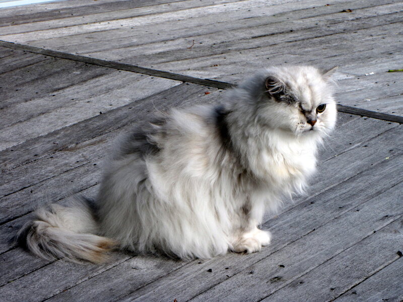 fluffy cat on deck