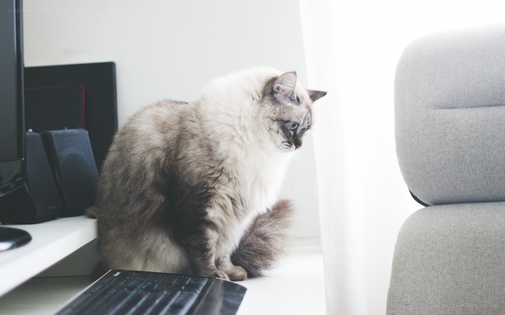 fluffy cat on desk