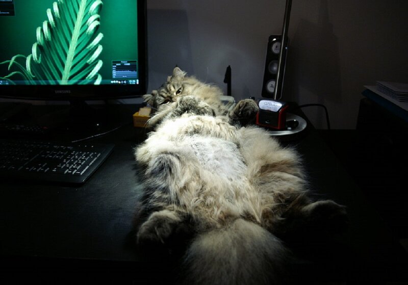 Fluffy Cat on Desk — Black