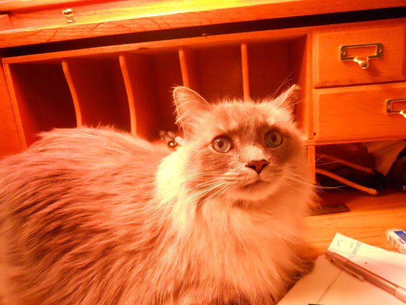 Fluffy Cat on Desk — Orange