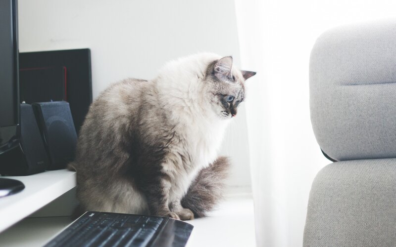 Fluffy Cat on Desk — White