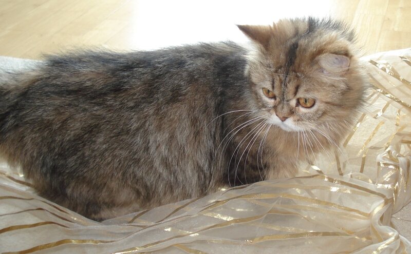 fluffy cat on fabric