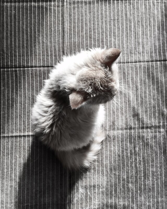 Fluffy Cat on Fabric — Black