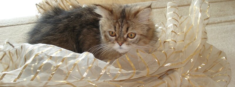 fluffy cat on fabric
