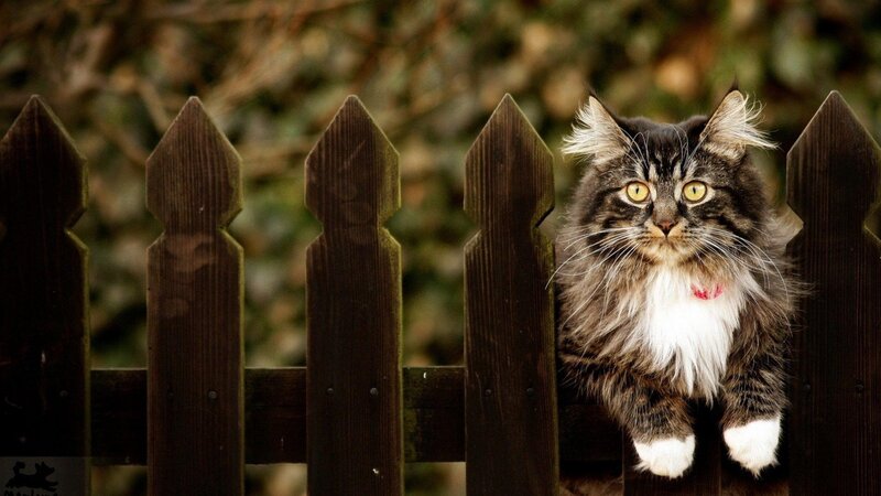 Fluffy Cat on Fence — Brown