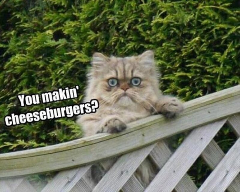 Fluffy Cat on Fence — Green