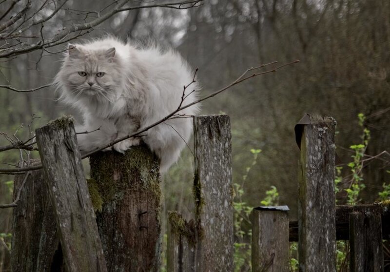 fluffy cat on fence post