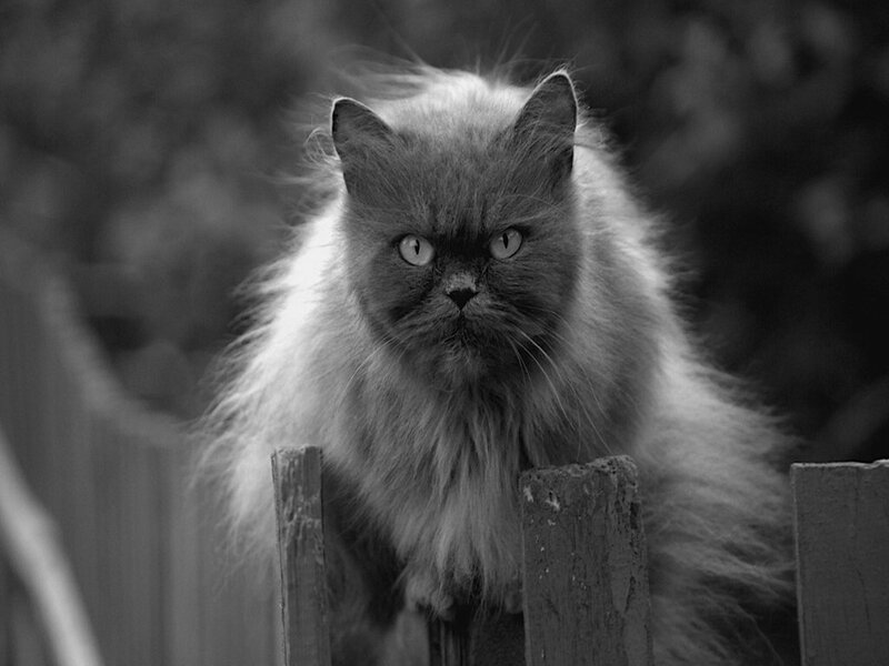 Fluffy Cat on Fence