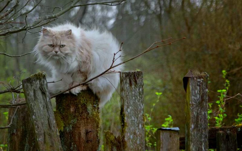 Fluffy Cat on Fence — White