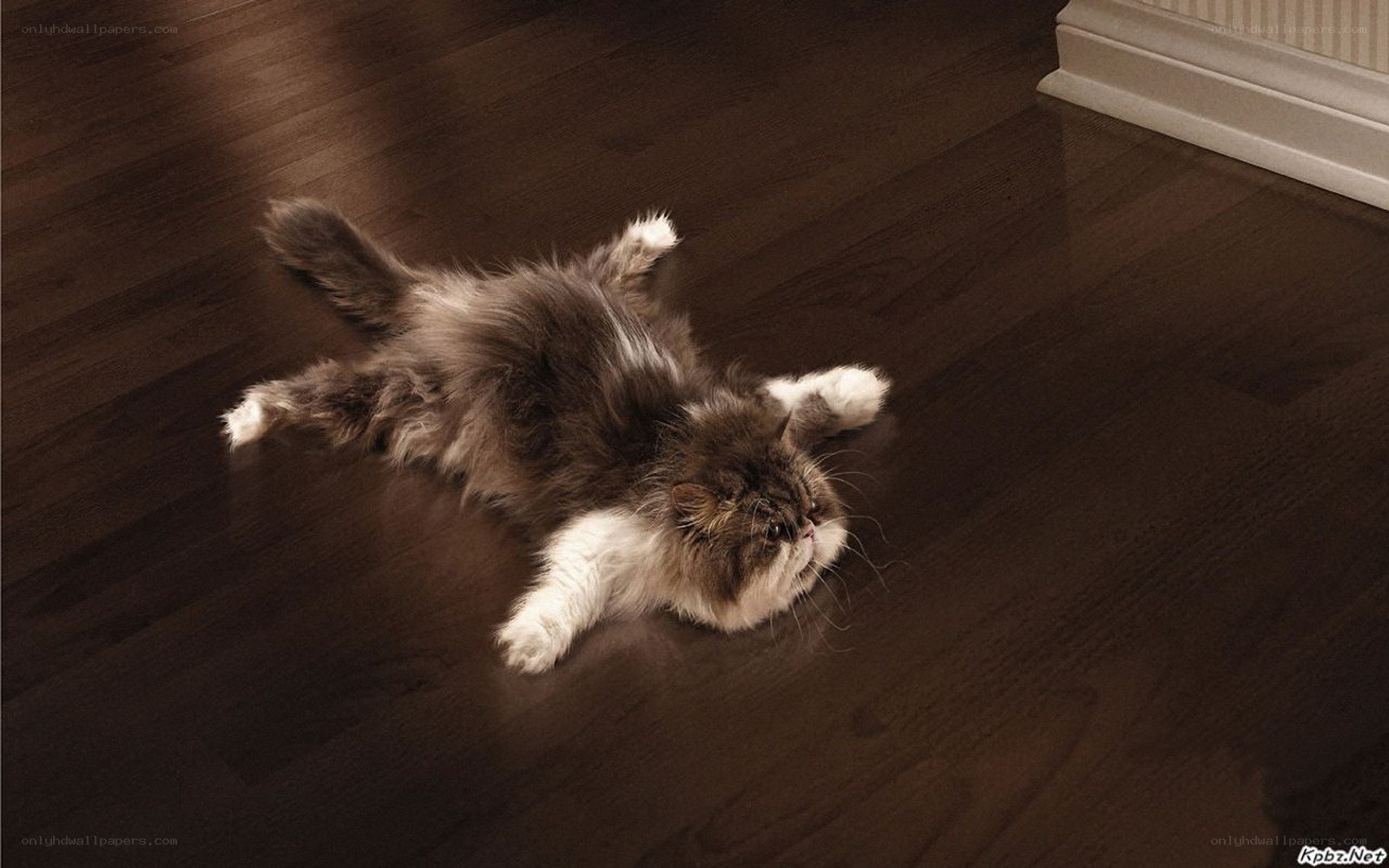 fluffy cat on floor