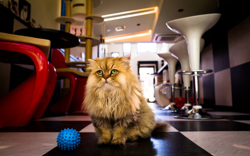 Fluffy Cat on Floor — Black