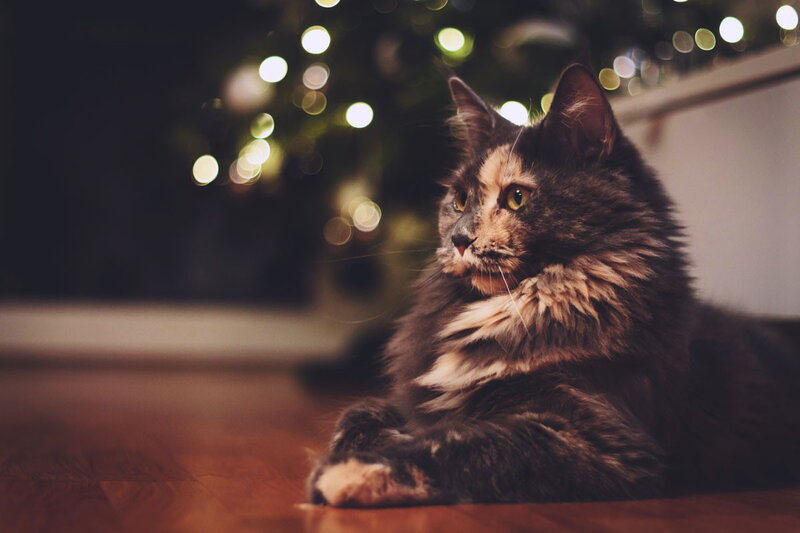 Fluffy Cat on Floor — Brown, Calm, Night