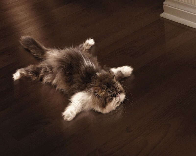 Fluffy Cat on Floor — Brown, Calm, Photograph