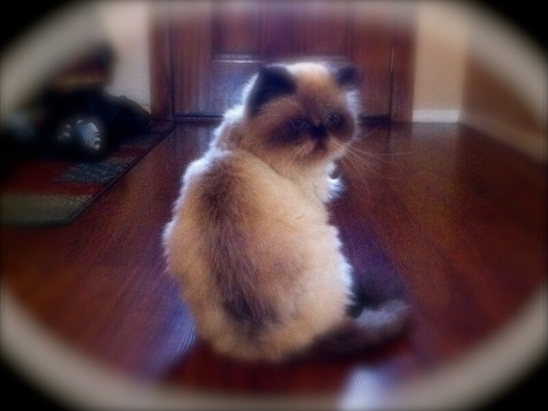 Fluffy Cat on Floor — Brown, Calm
