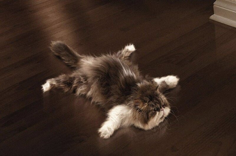 Fluffy Cat on Floor — Brown, Relaxed, Photograph