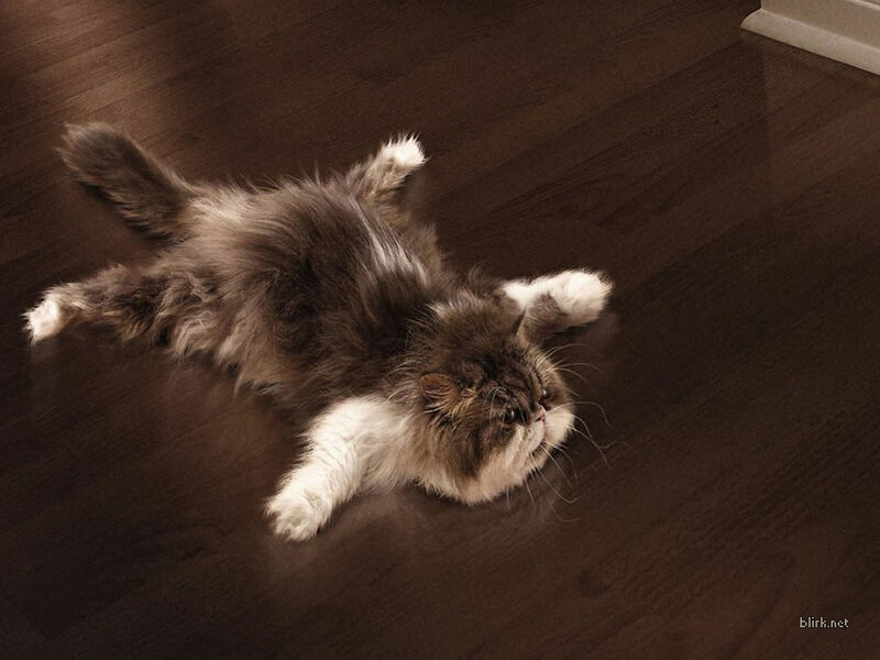 Fluffy Cat on Floor — Brown, Relaxed
