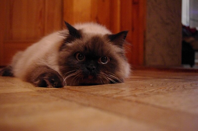 Fluffy Cat on Floor — Brown