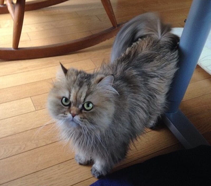 Fluffy Cat on Floor — Gray