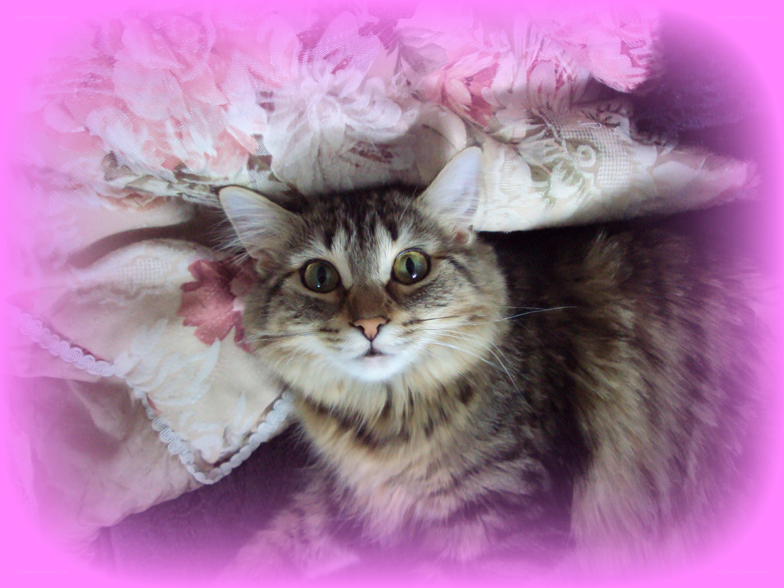 fluffy cat on floral pillow