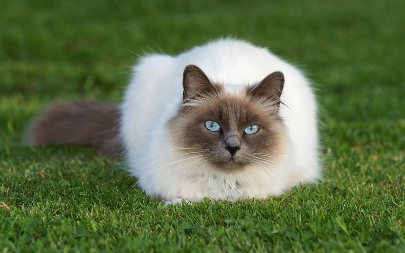 fluffy cat on grass