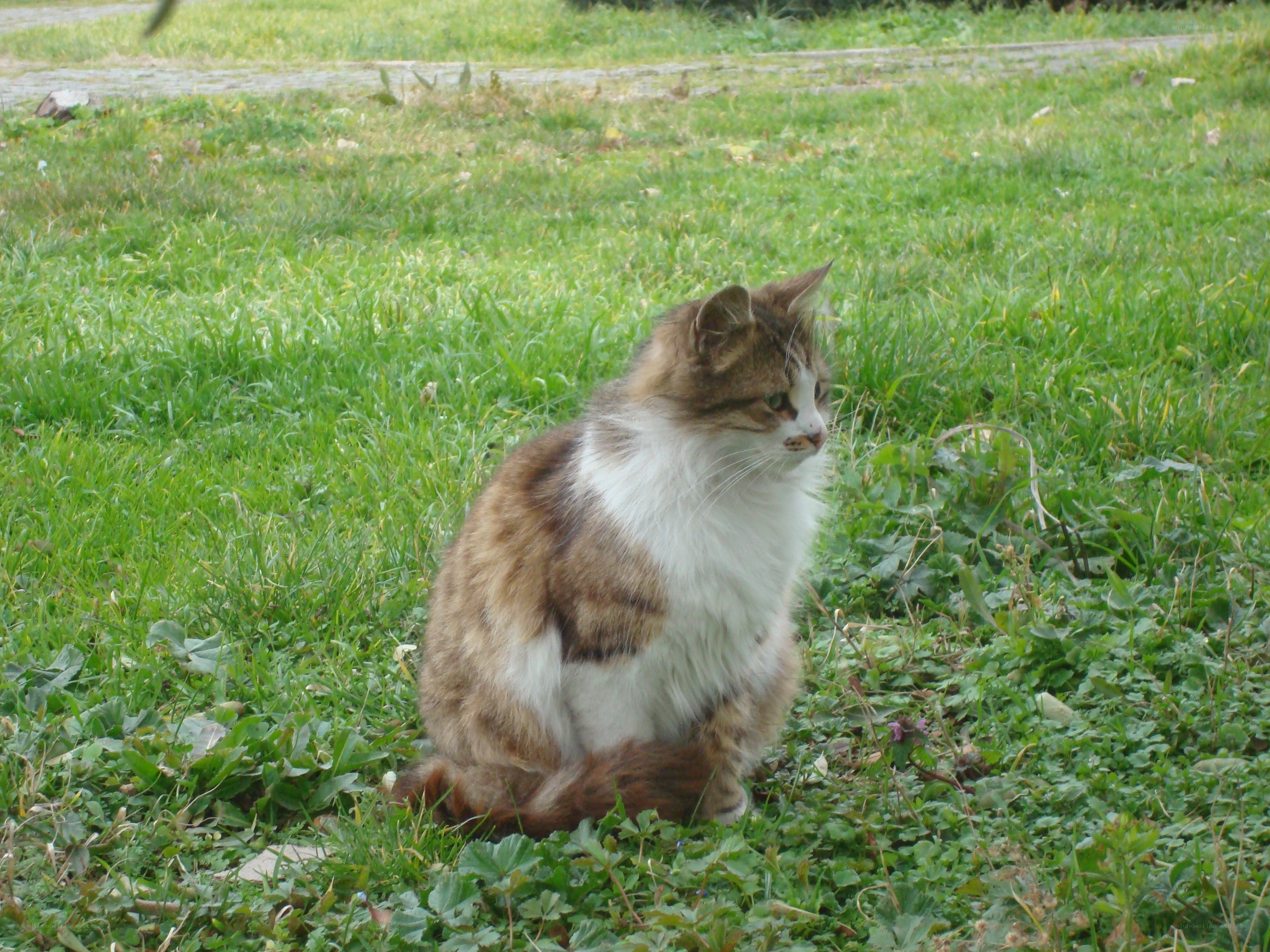 fluffy cat on grass