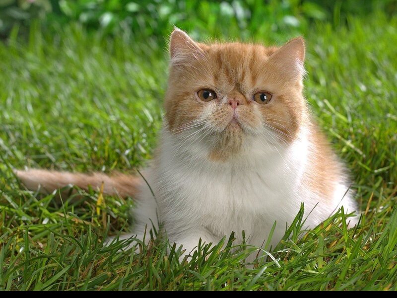 fluffy cat on grass
