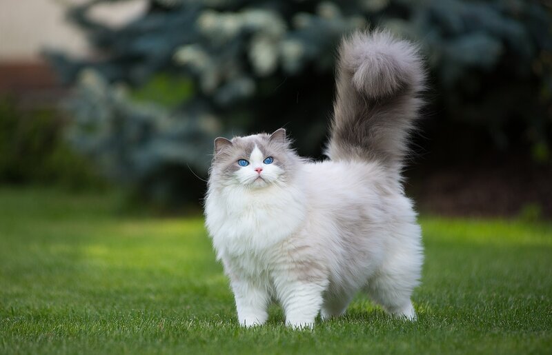 Fluffy Cat on Grass — White
