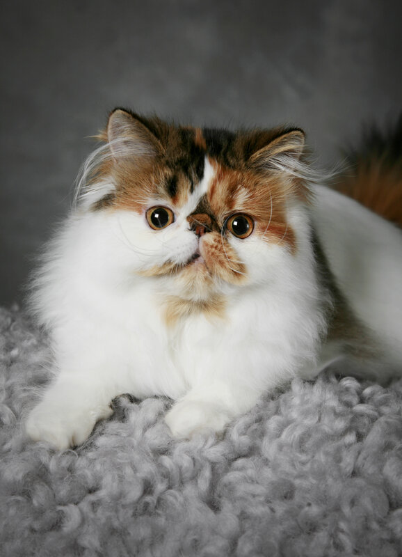 fluffy cat on gray rug