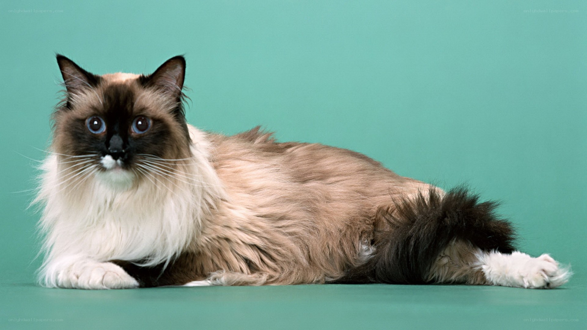 fluffy cat on green background