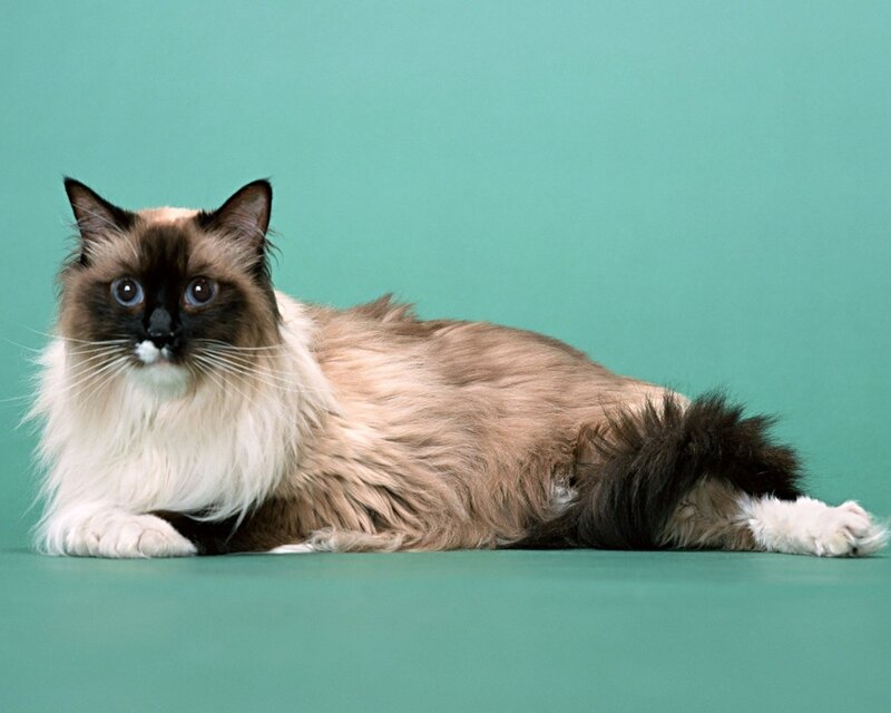 fluffy cat on green background