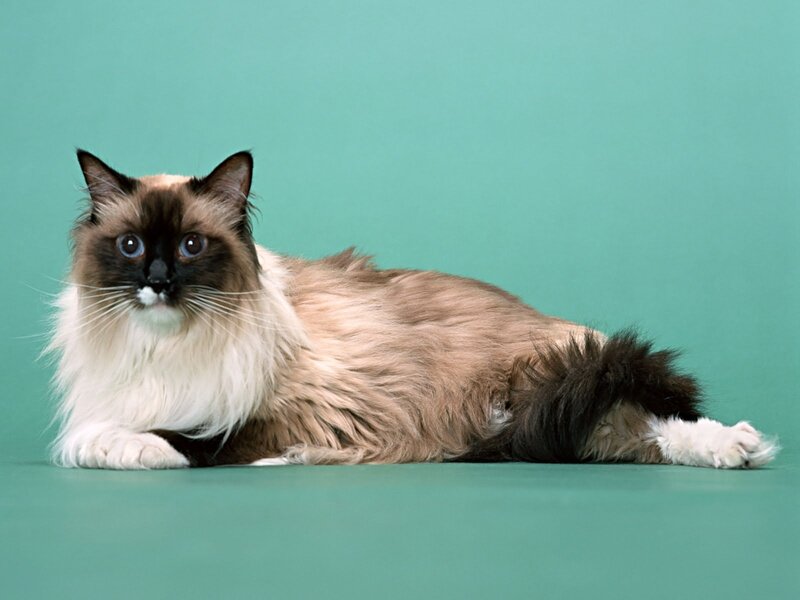 fluffy cat on green background